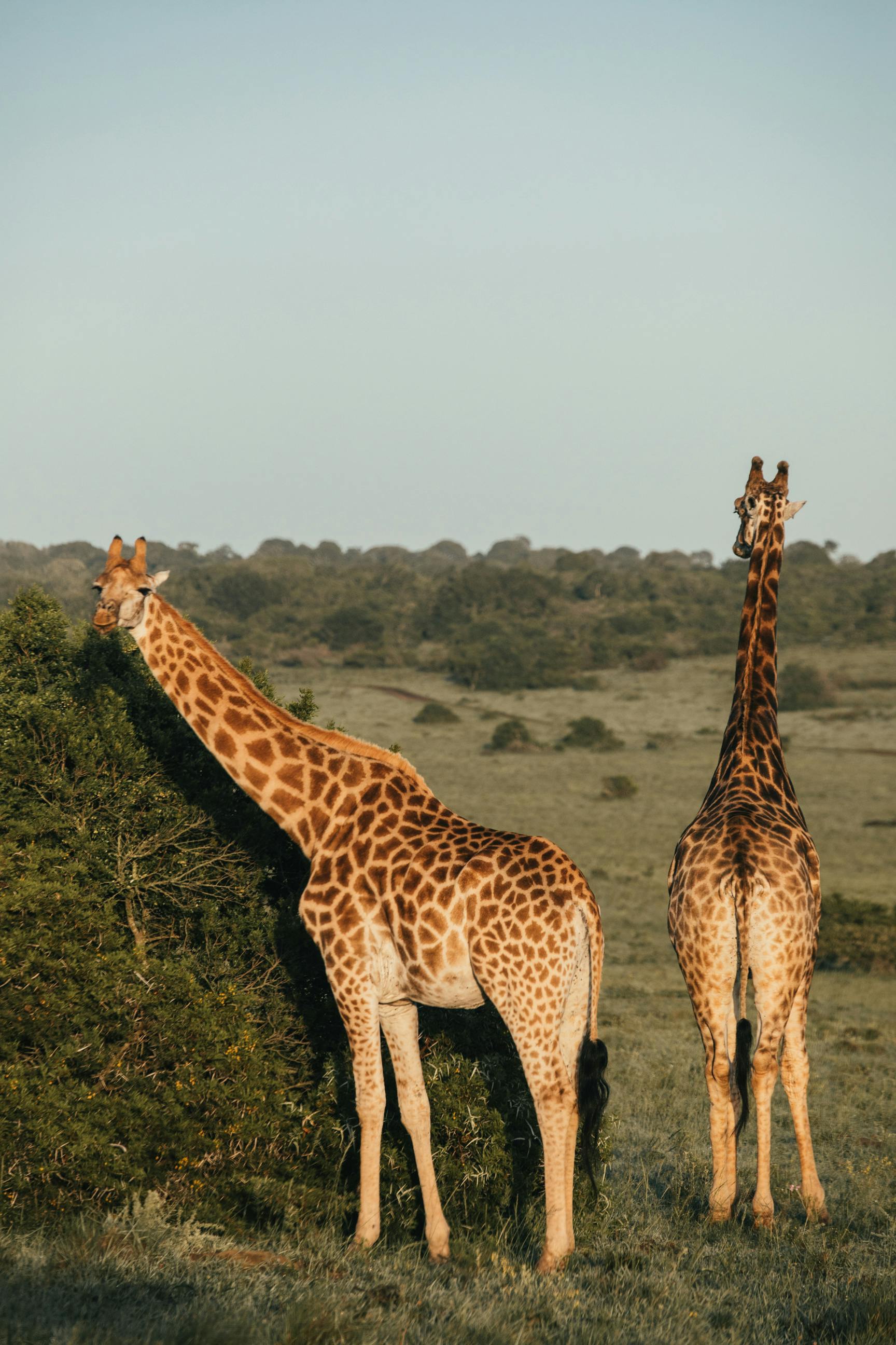 Amakhala Game Reserve Safari